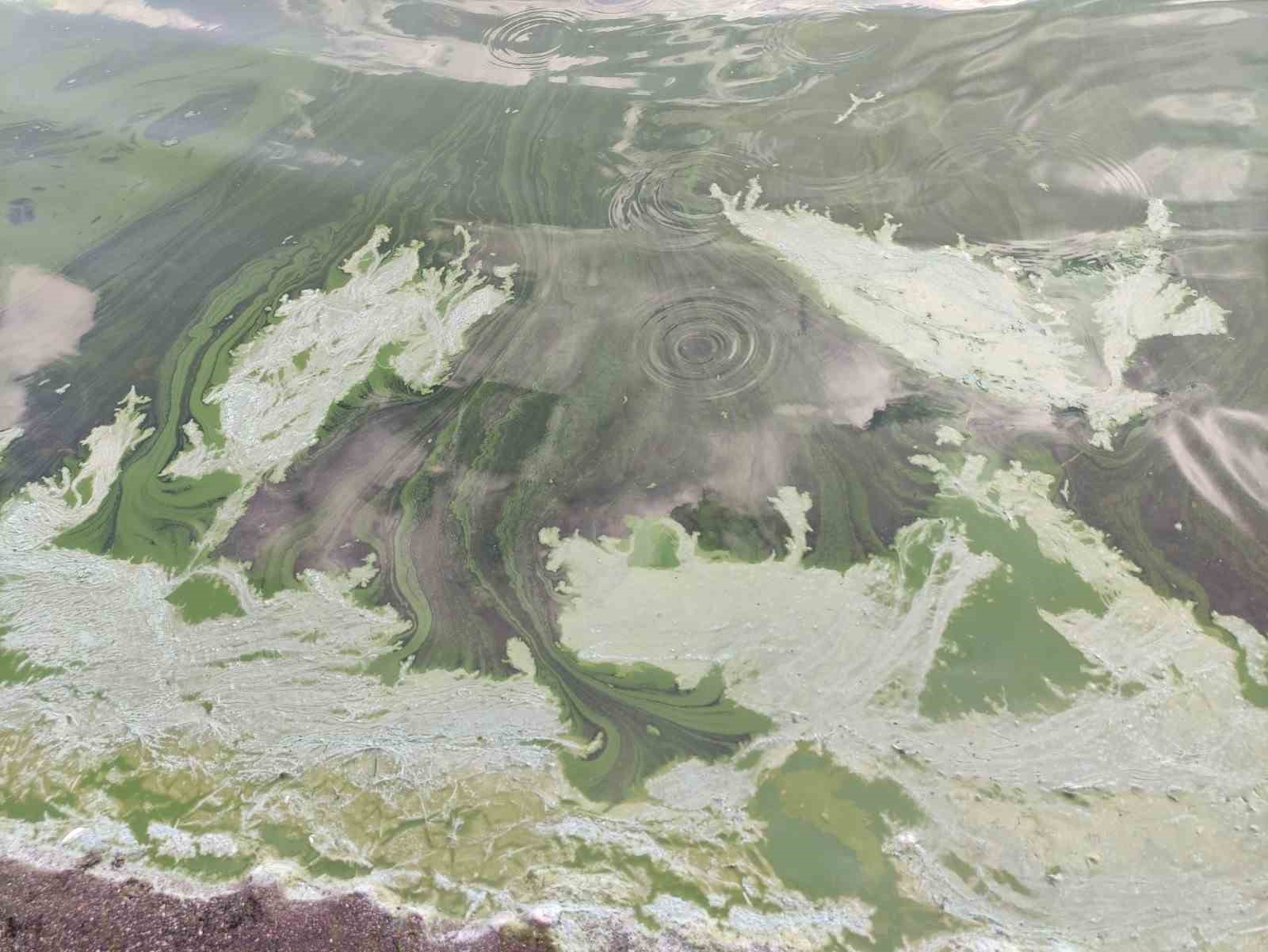 Çıldır Gölü’nde alg patlaması yaşandı