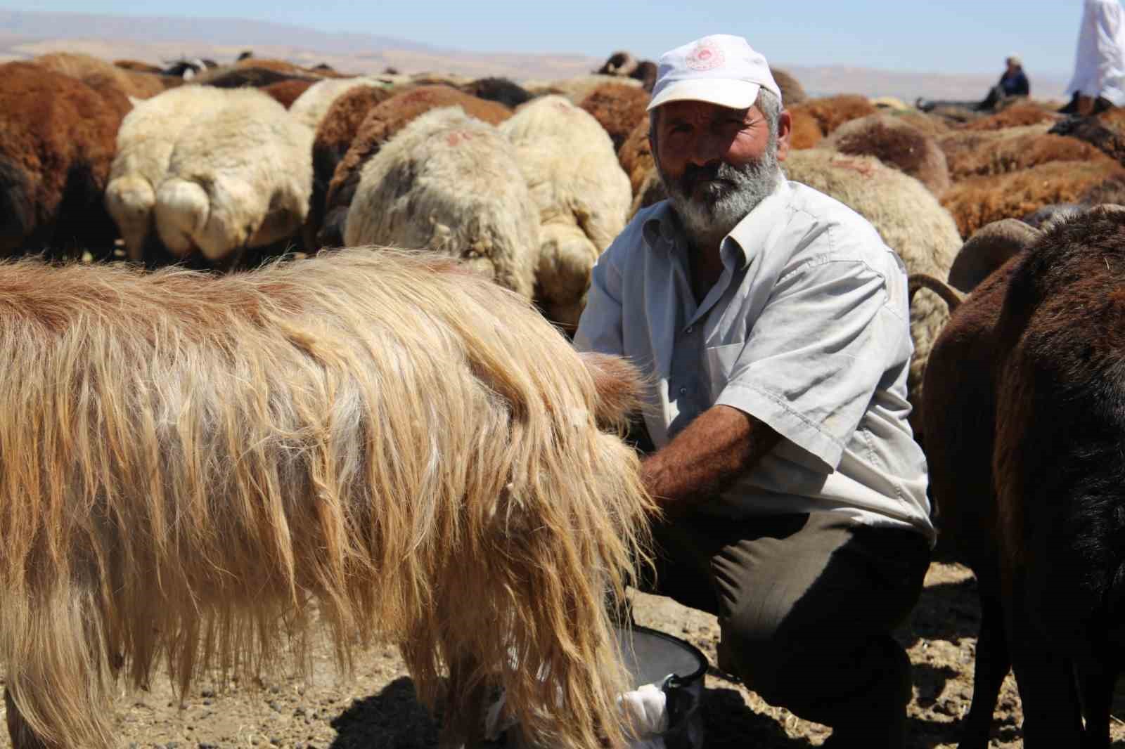 Muş Ovası’nda kadınlar değil erkekler sağım yapıyor