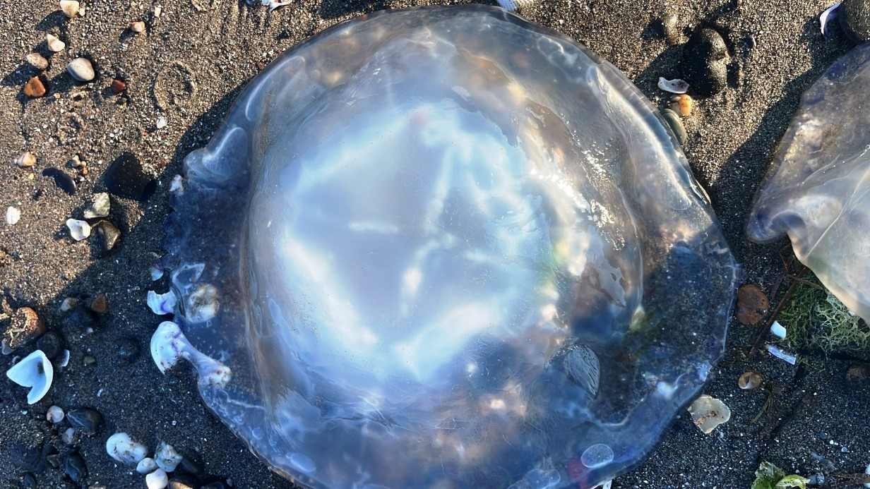 Karadeniz’deki yeni tehlike!