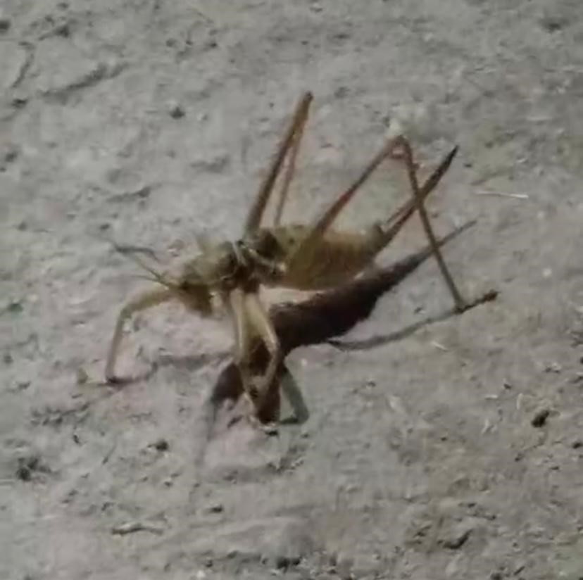 Dev çekirge şaşkına çevirdi