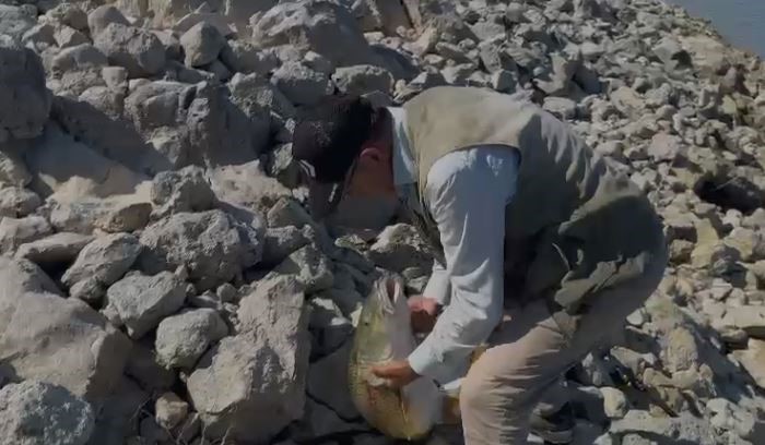 Dev turna balığını kucaklamak isterken, verdiği tepki gülümsetti