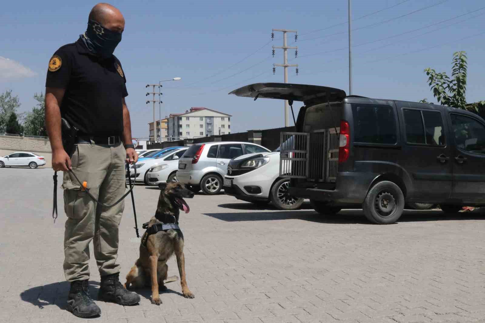 Narkotik köpeği Gill ilk görevinde uyuşturucuya geçit vermedi