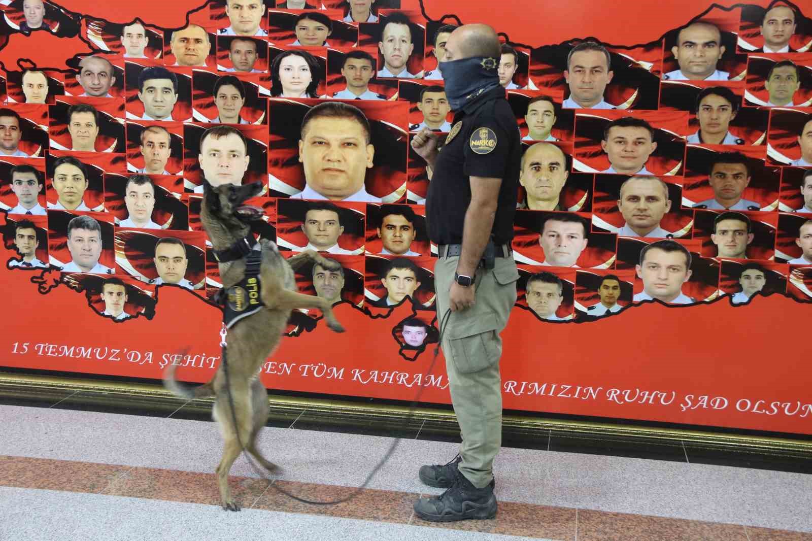 Narkotik köpeği Gill ilk görevinde uyuşturucuya geçit vermedi
