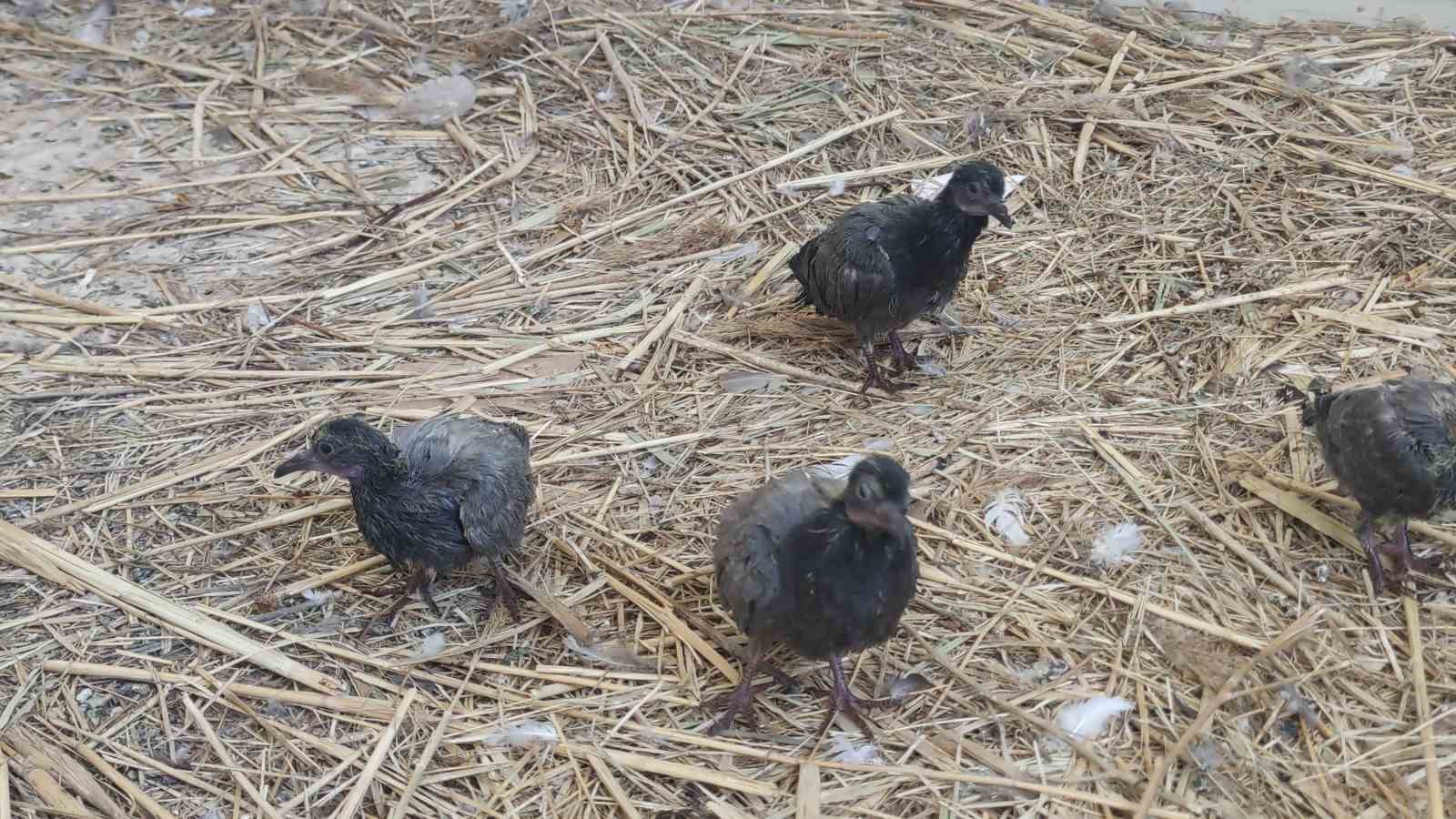 Van’da yıkılan metruk yapıda bulunan ve koruma altına alınan 20 yavru güvercin şırınga ile besleniyor