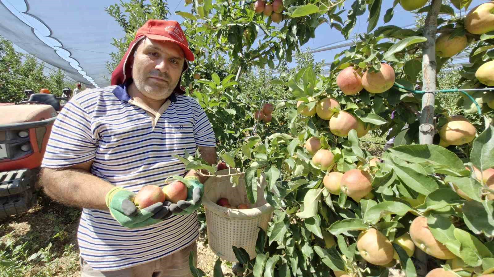 Karaman’da erkenci elma hasadı başladı