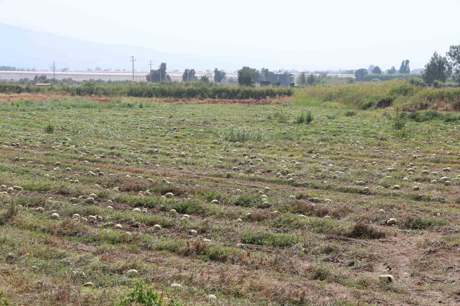 Fiyatlar düşünce karpuz tarlada kaldı