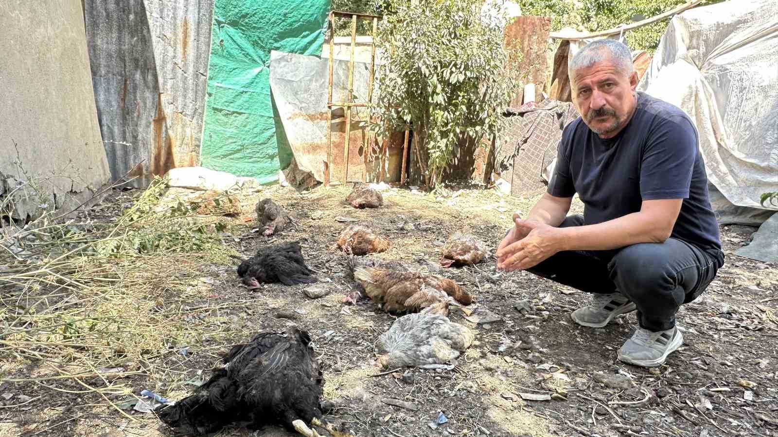 Hakkari’de başıboş köpekler bir kümese dadandı: Çok sayıda tavuk telef oldu