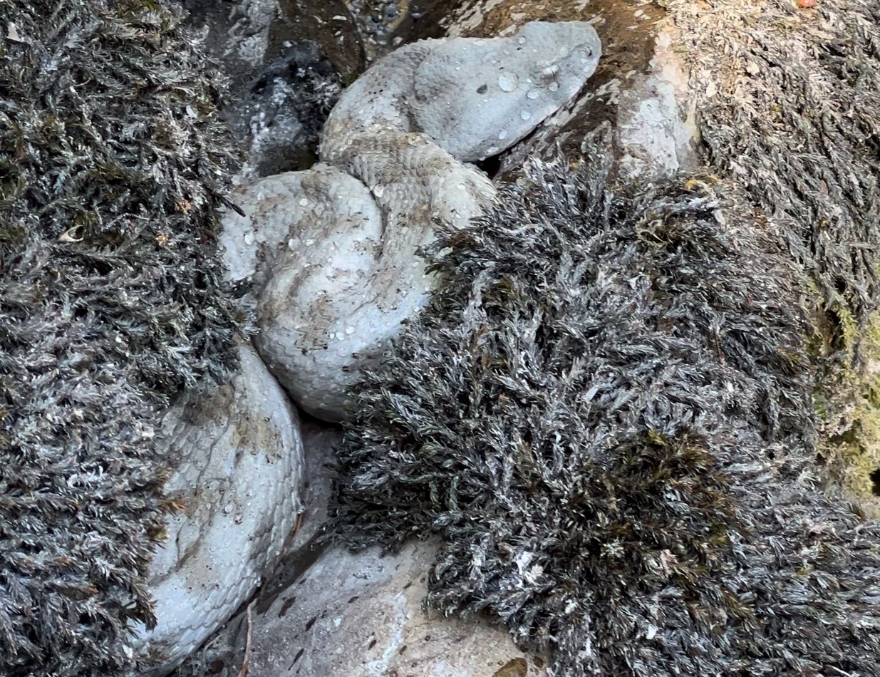 Hakkari’de koca engerek yılanı görüntülendi