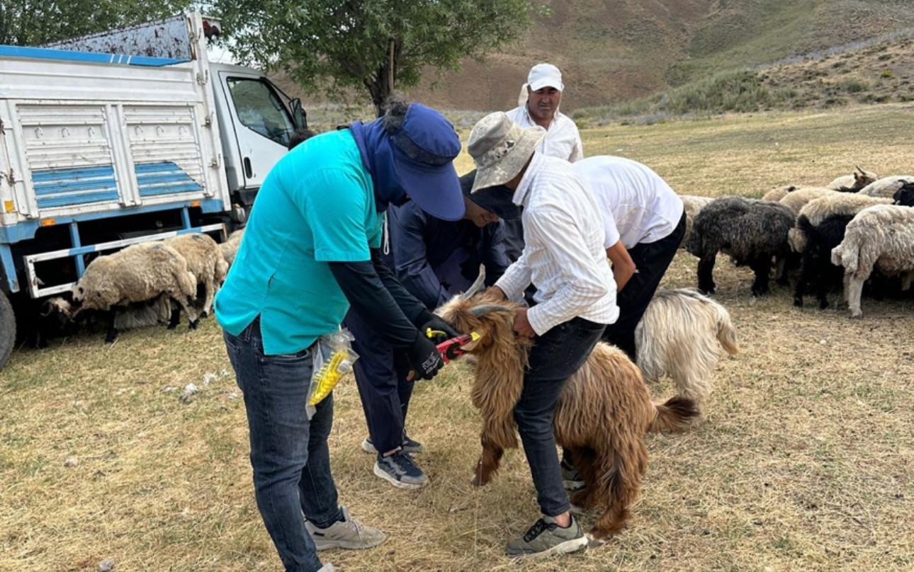 Hakkari’de  küpeleme ve aşılama çalışması sürüyor