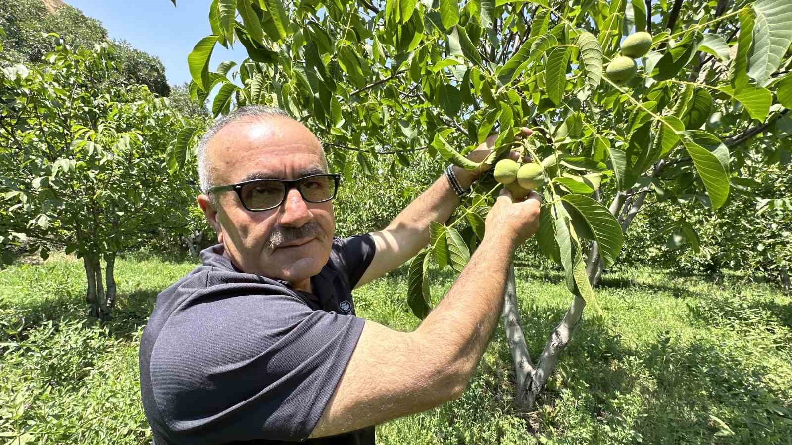 Hakkarili çiftçi, kuru dağı 20 yıl içinde cevizli vadiye dönüştürdü