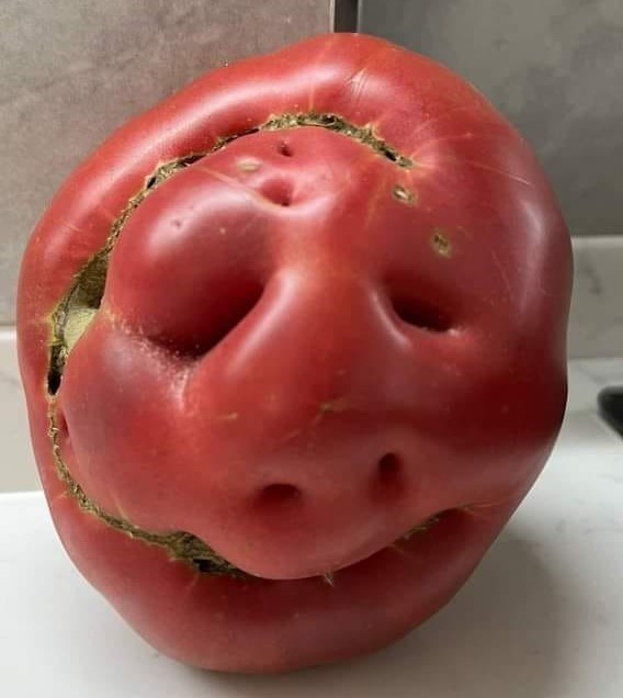 İnsan yüzünü andıran domates şaşırttı