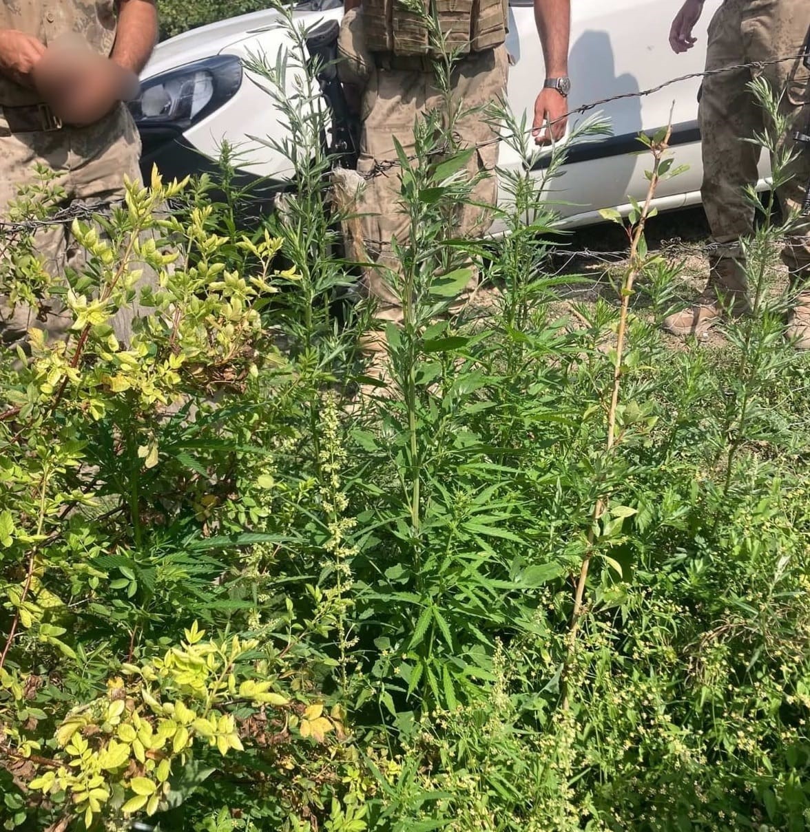 Kars’ta jandarma ekiplerince yapılan armada kenevir ele geçirildi