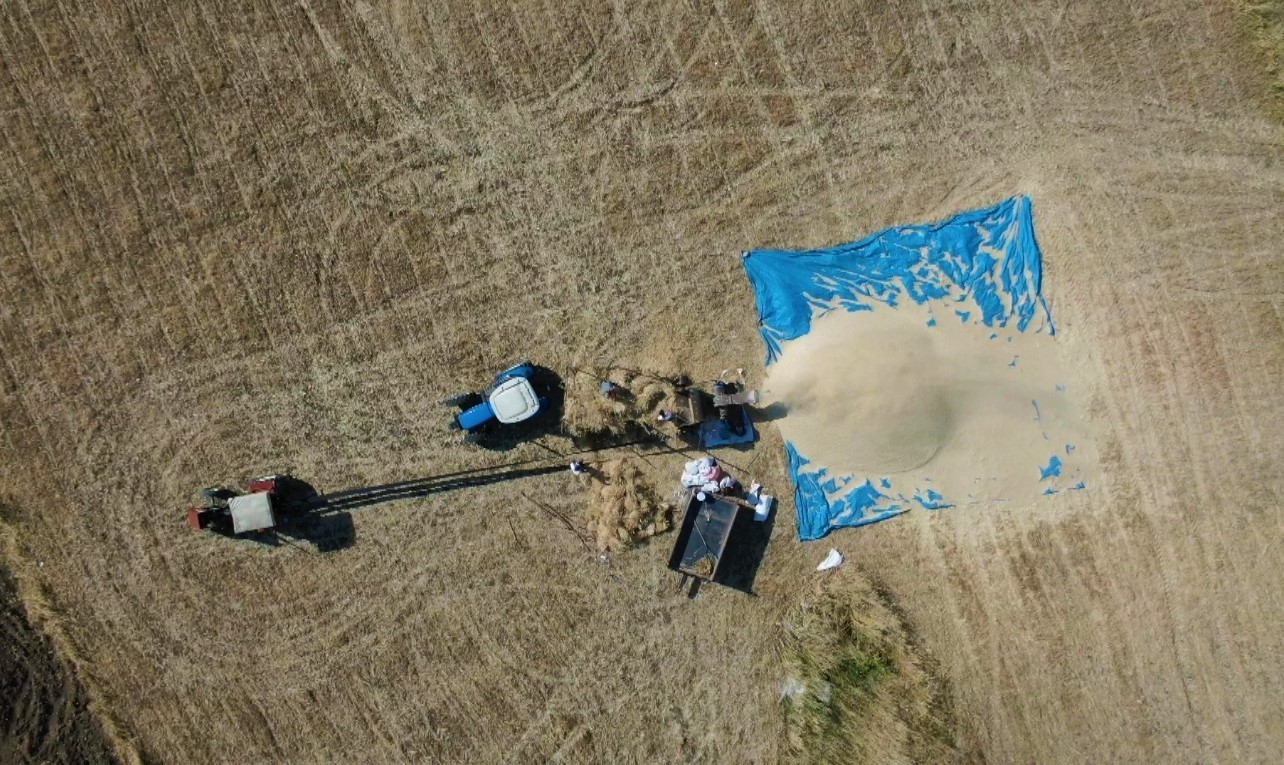 Kavururucu sıcakta çiftçilerin kış hazırlığı