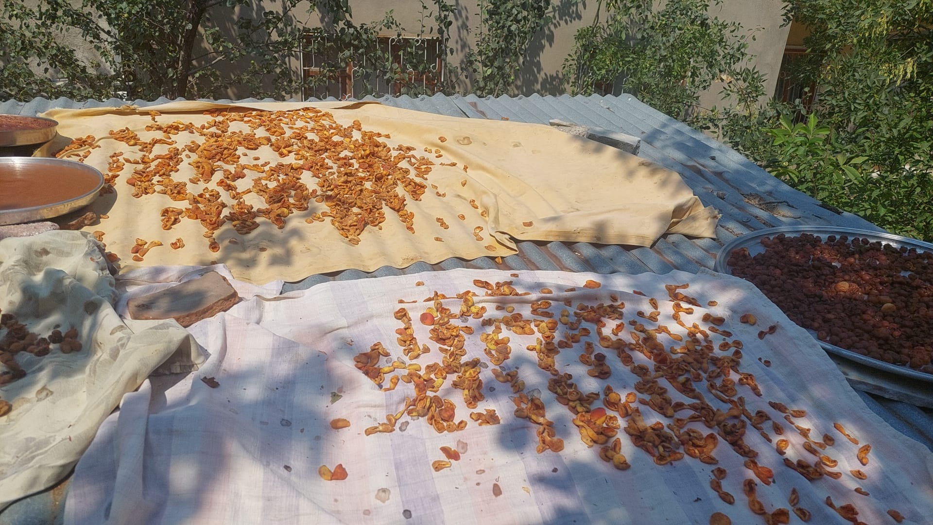 Van’da  damda kayısı kurutma ve pestil  mevsimi