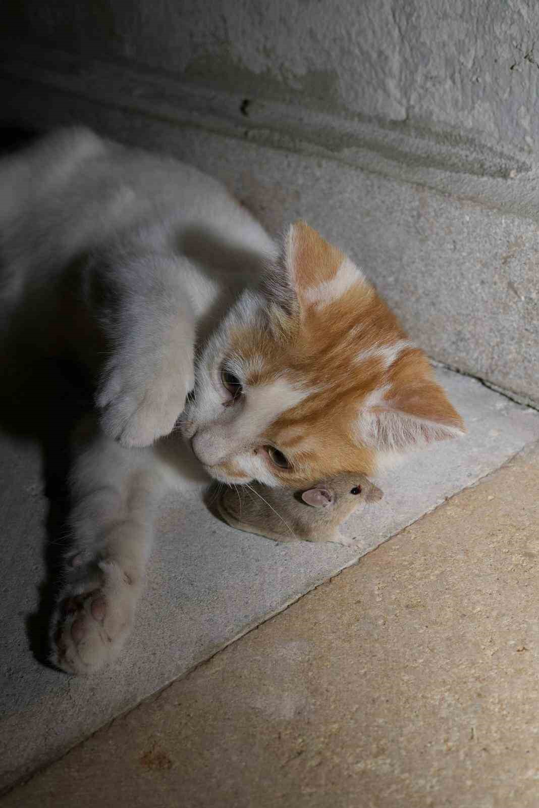 Kedi ile farenin oyunu gülümsetti