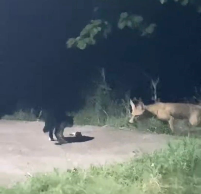 Kedi ile tilkinin ekmek kavgası