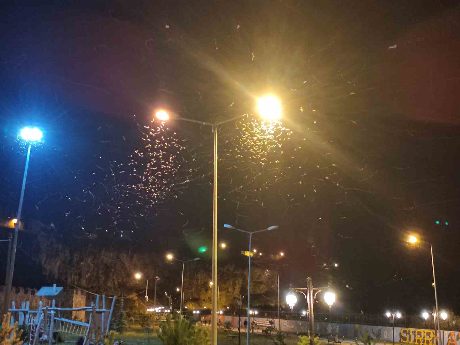 Kelebeklerin “ölüm dansı” devam ediyor