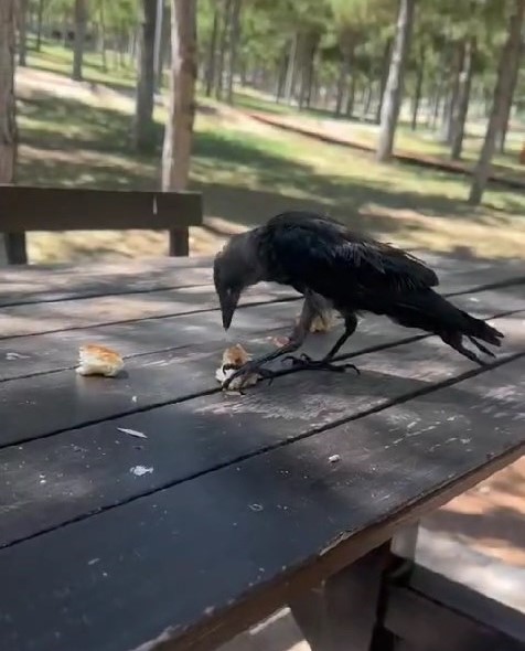 Konduğu masanın kahvaltısına  ortak oldu