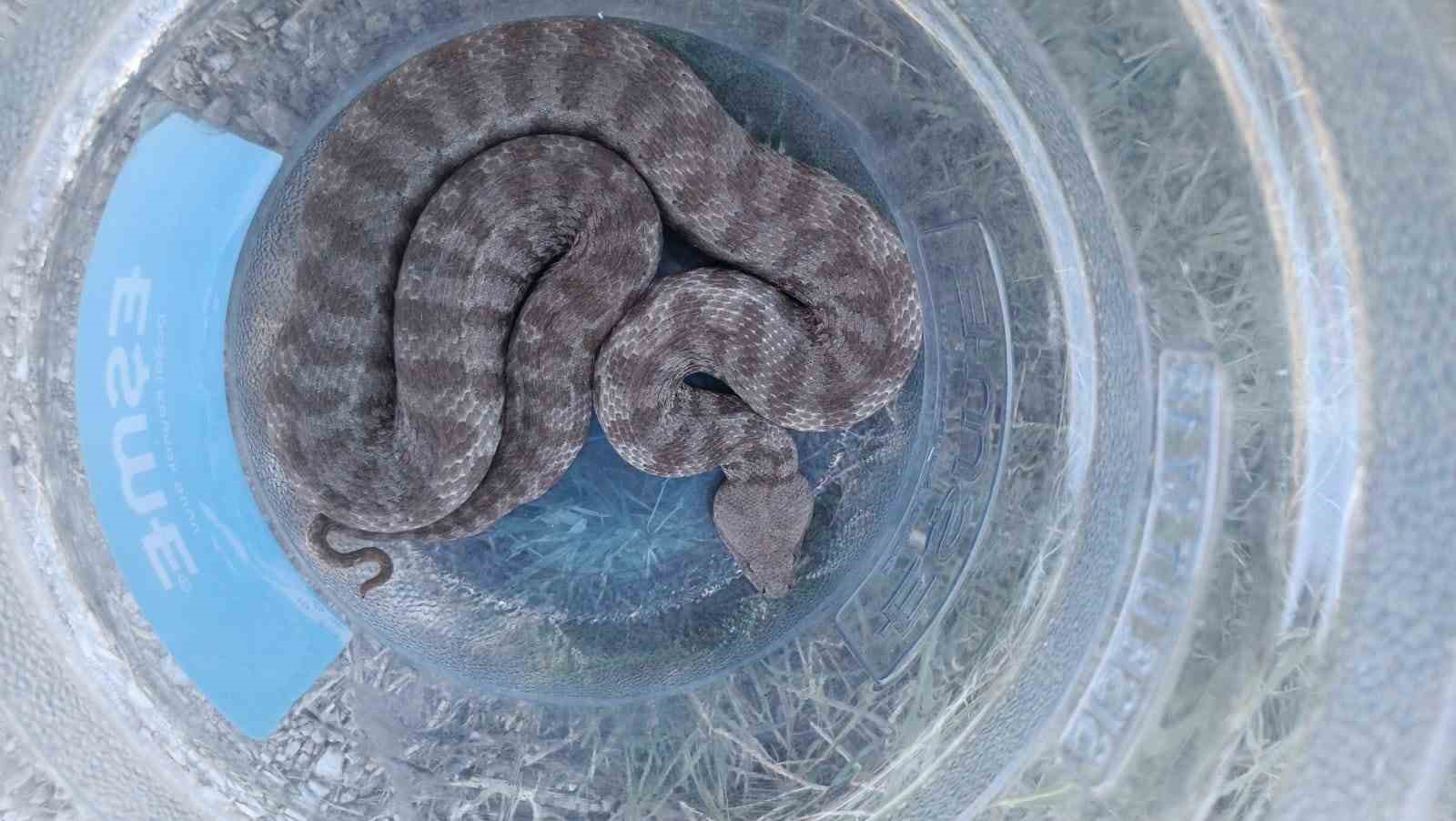 Kümese giren  yılan 2 tavuğu telef etti