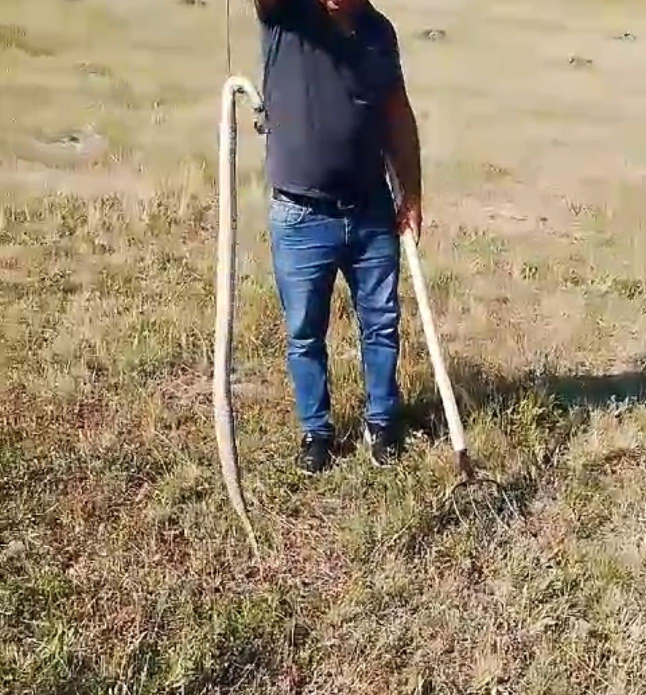 Lastik arasında görülen yılan korkuttu