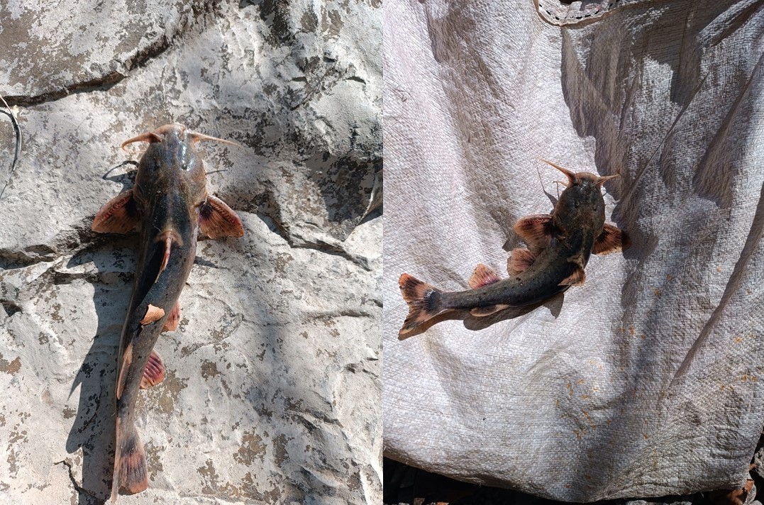 Nadir görülen  ’İğneli Bodur Yayın Balığı’ balıkçıların ağına takıldı