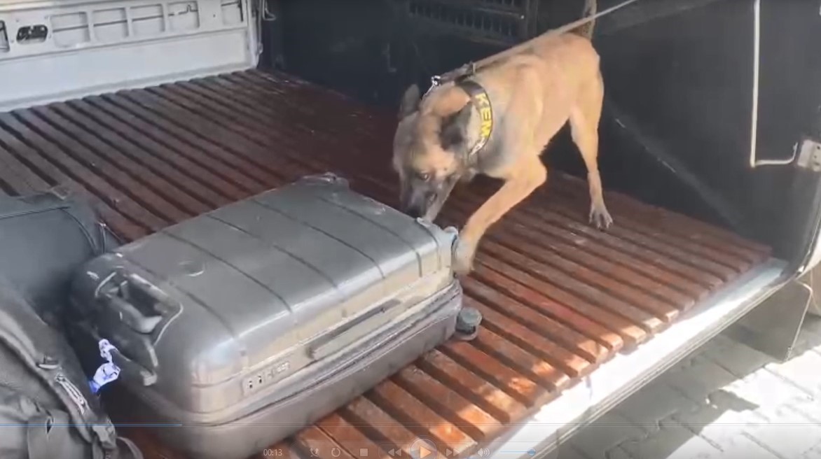Narkotik köpeği Gill uyuşturucuya geçit vermedi