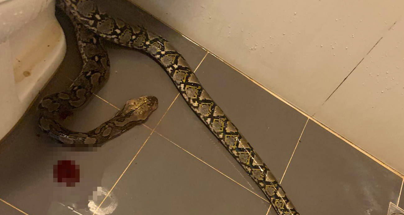 Evinde tuvaletini yaparken 3,5 metrelik pitonun saldırısına uğradı