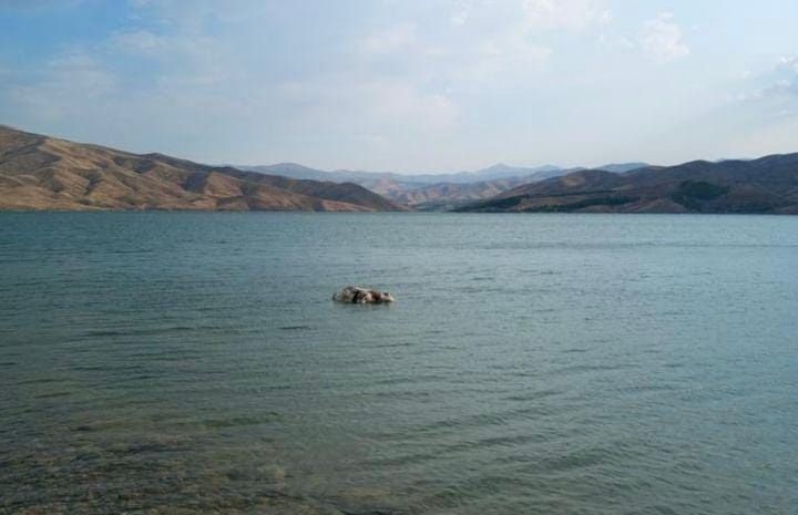 Sürüden ayrılınca telef oldu