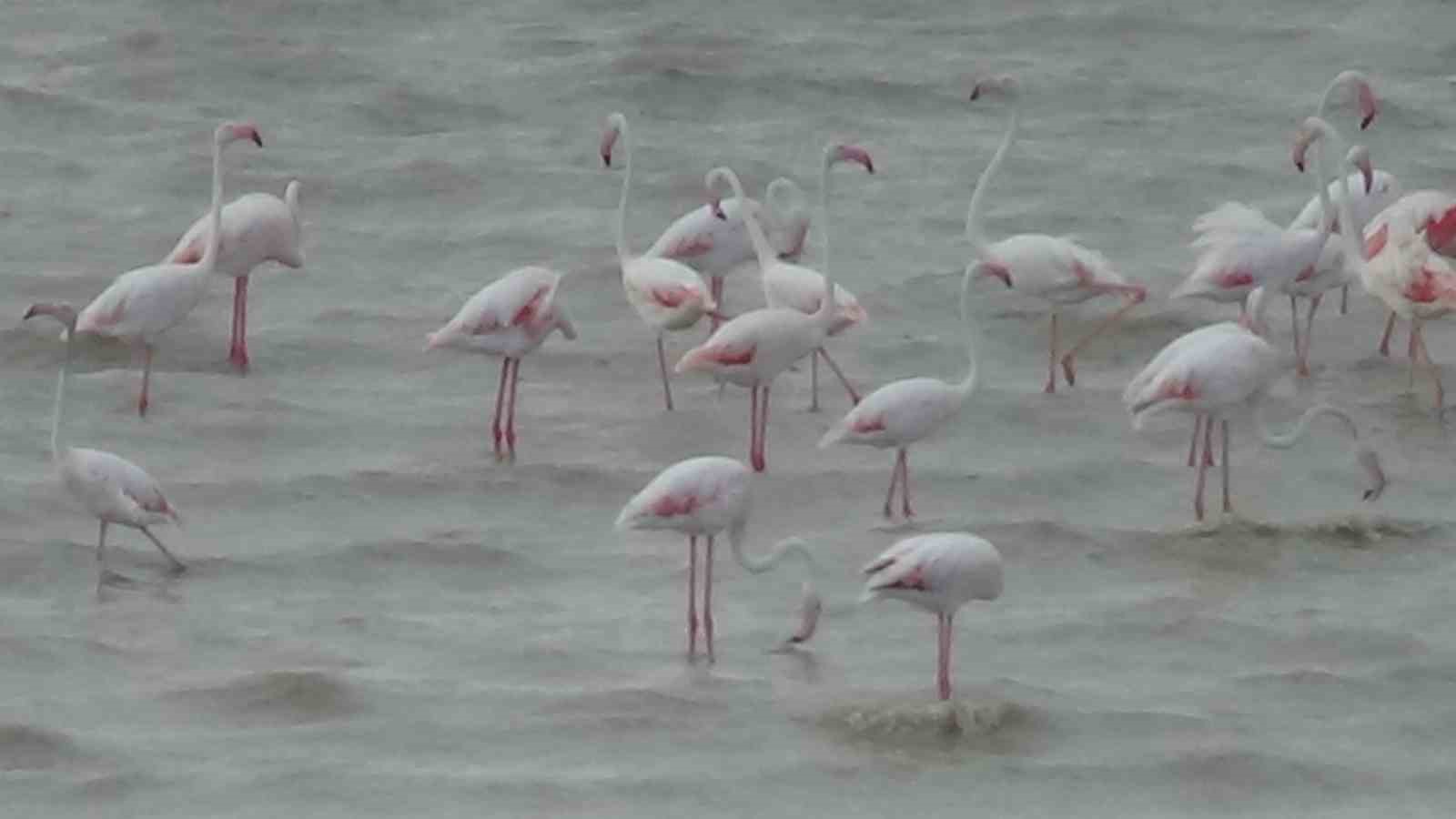 Van Gölü havzasının narin misafirleri gelmeye başladı