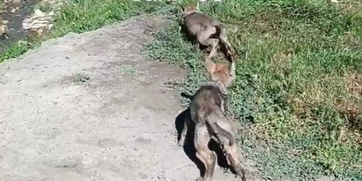 Van’da evinde kurt yavrusu besleyen bir kişiye 26 bin 839 lira cezai işlem uygulandı