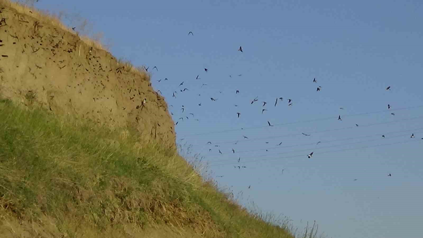 Van’da kır kırlangıçlarına fotoğraf tutkunlarından yoğun ilgi