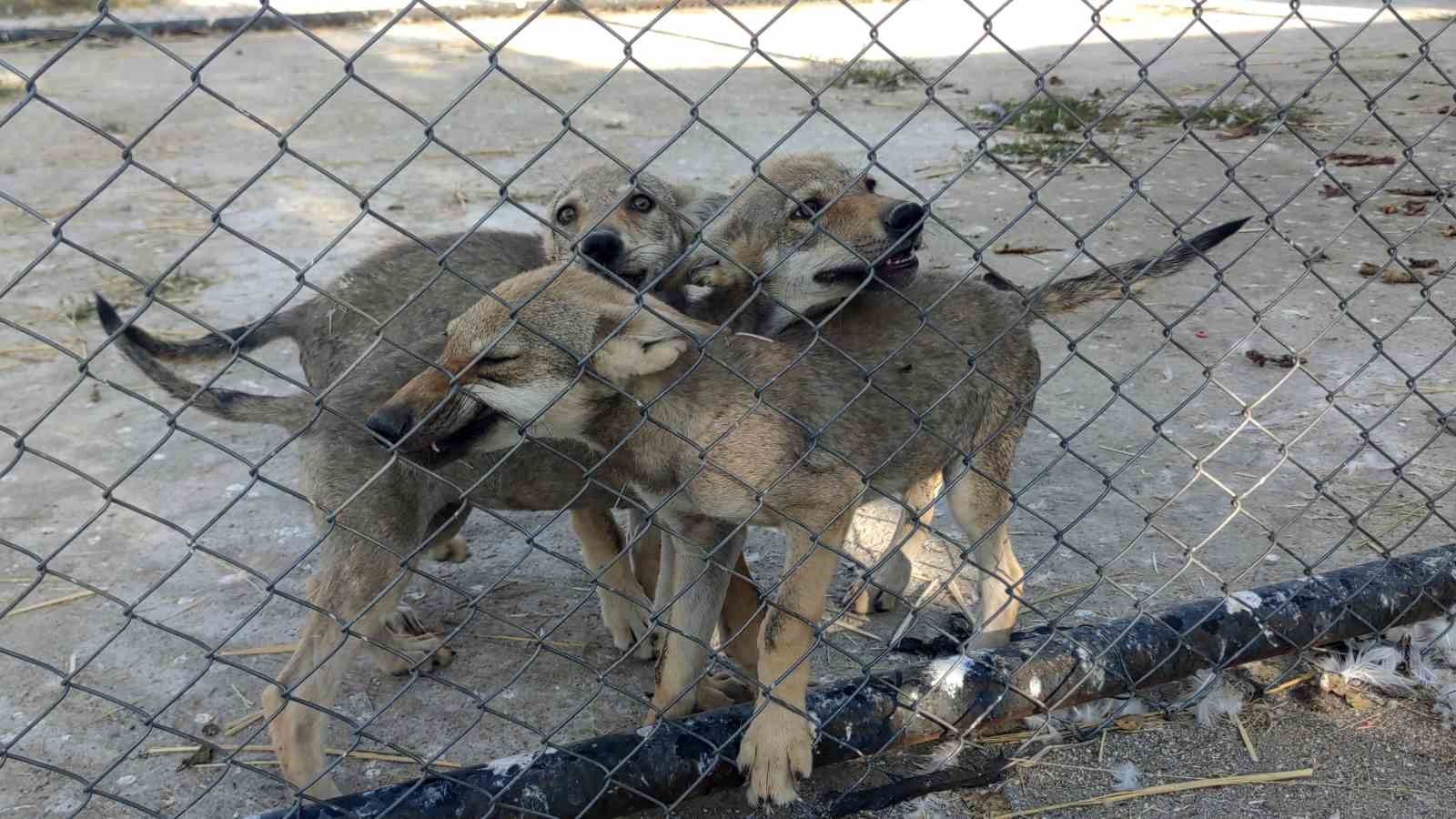 Van’da tedavileri tamamlanan  yaban hayvanlar doğaya salınmaya hazır