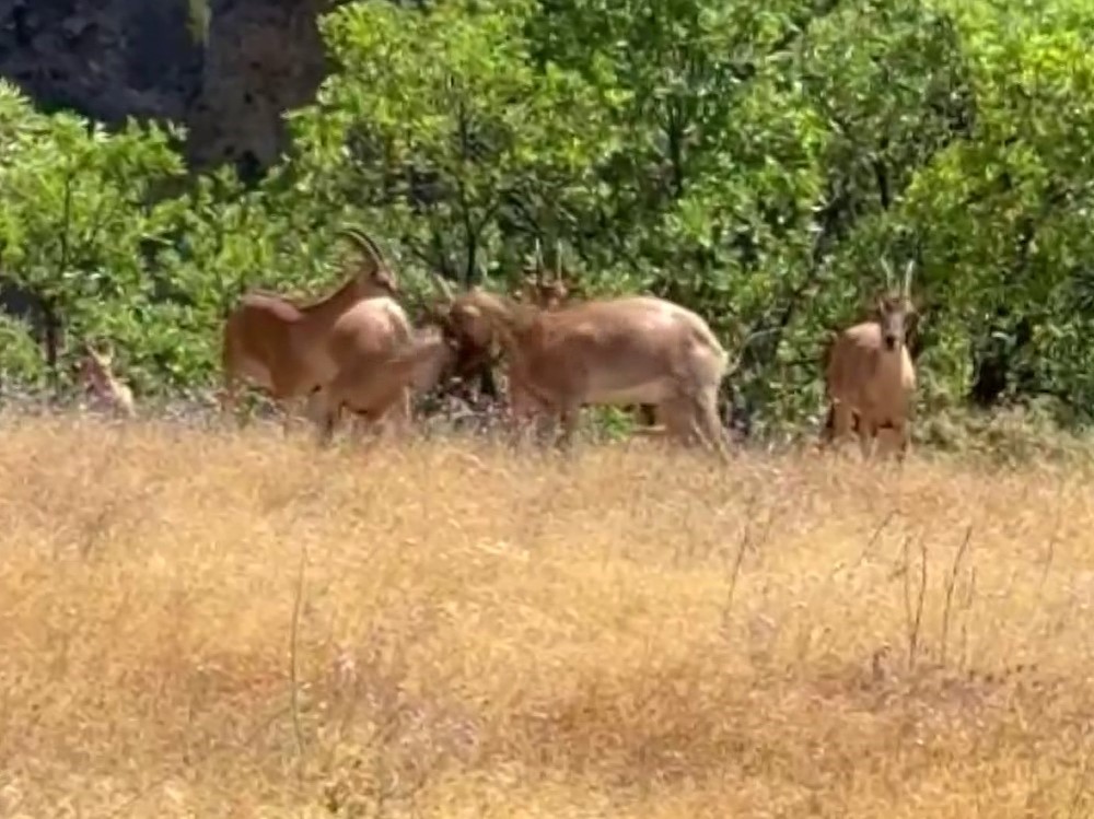 Yaban keçilerinin tatlı kavgası kameraya yansıdı