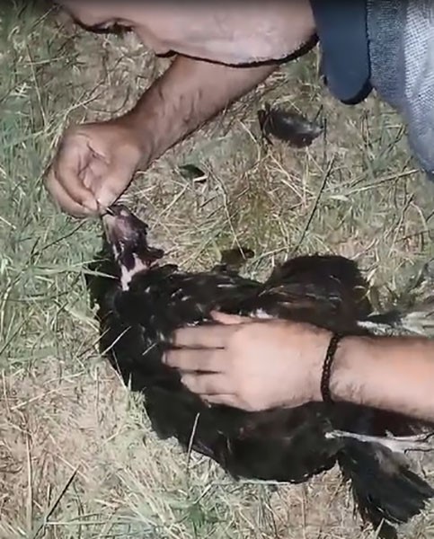 Yaralanan tavuğa suni teneffüs yaptı