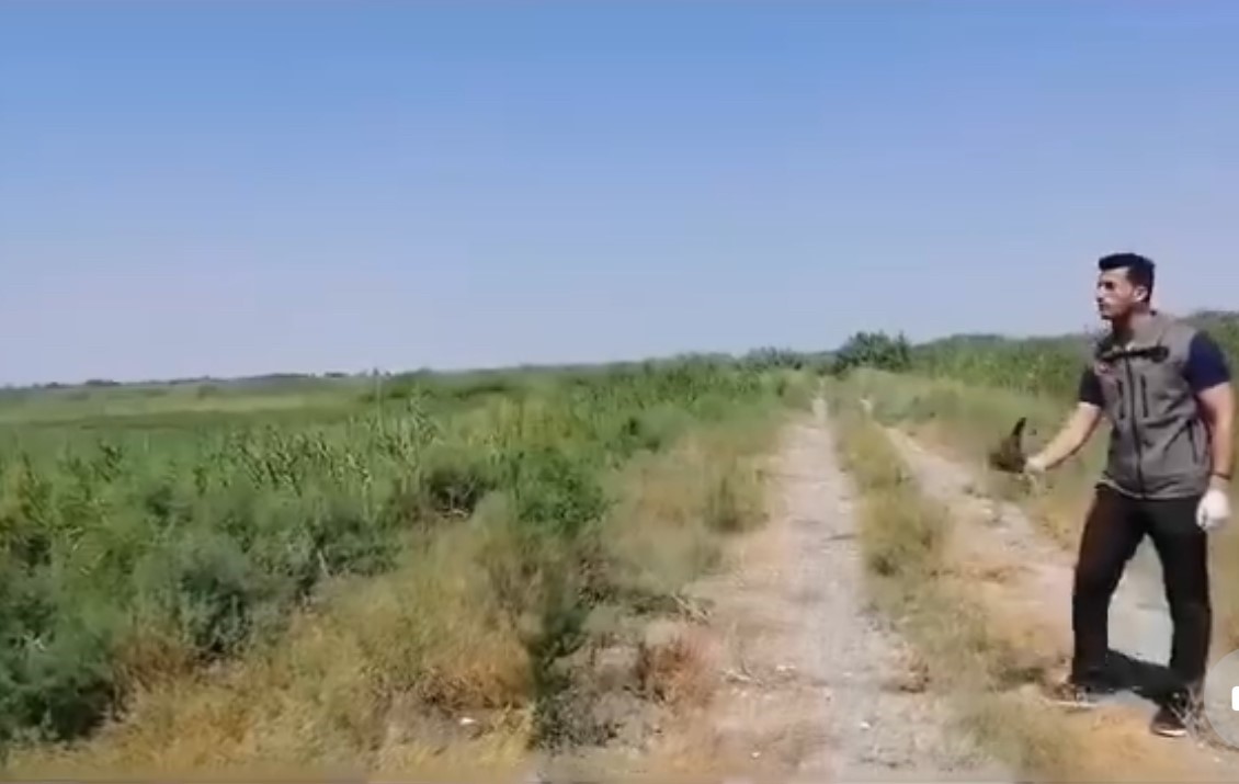Yaralı halde bulunan kerkenez kuşu koruma altına alındı