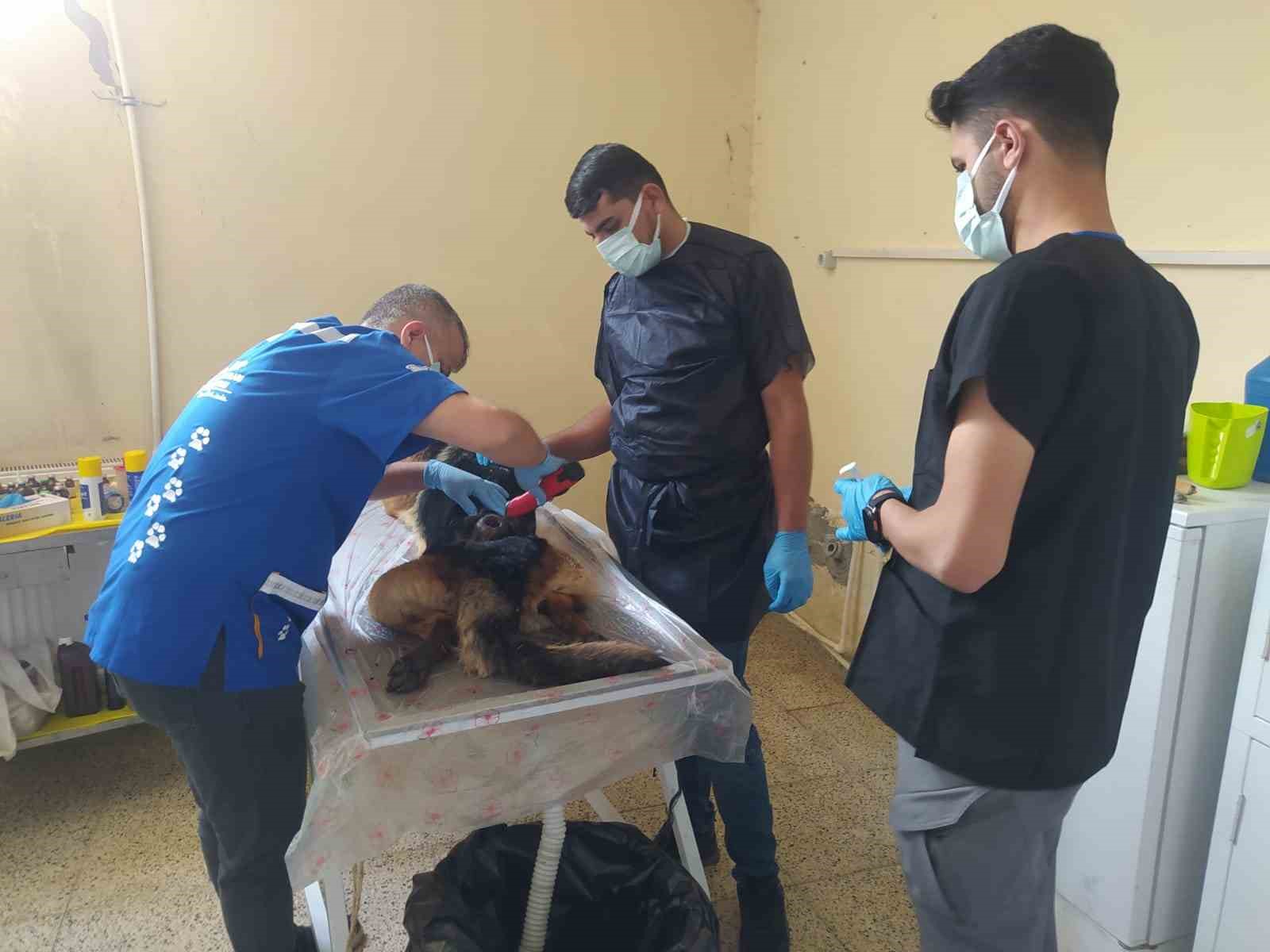 Yaralı köpek ameliyatla sağlığına kavuştu