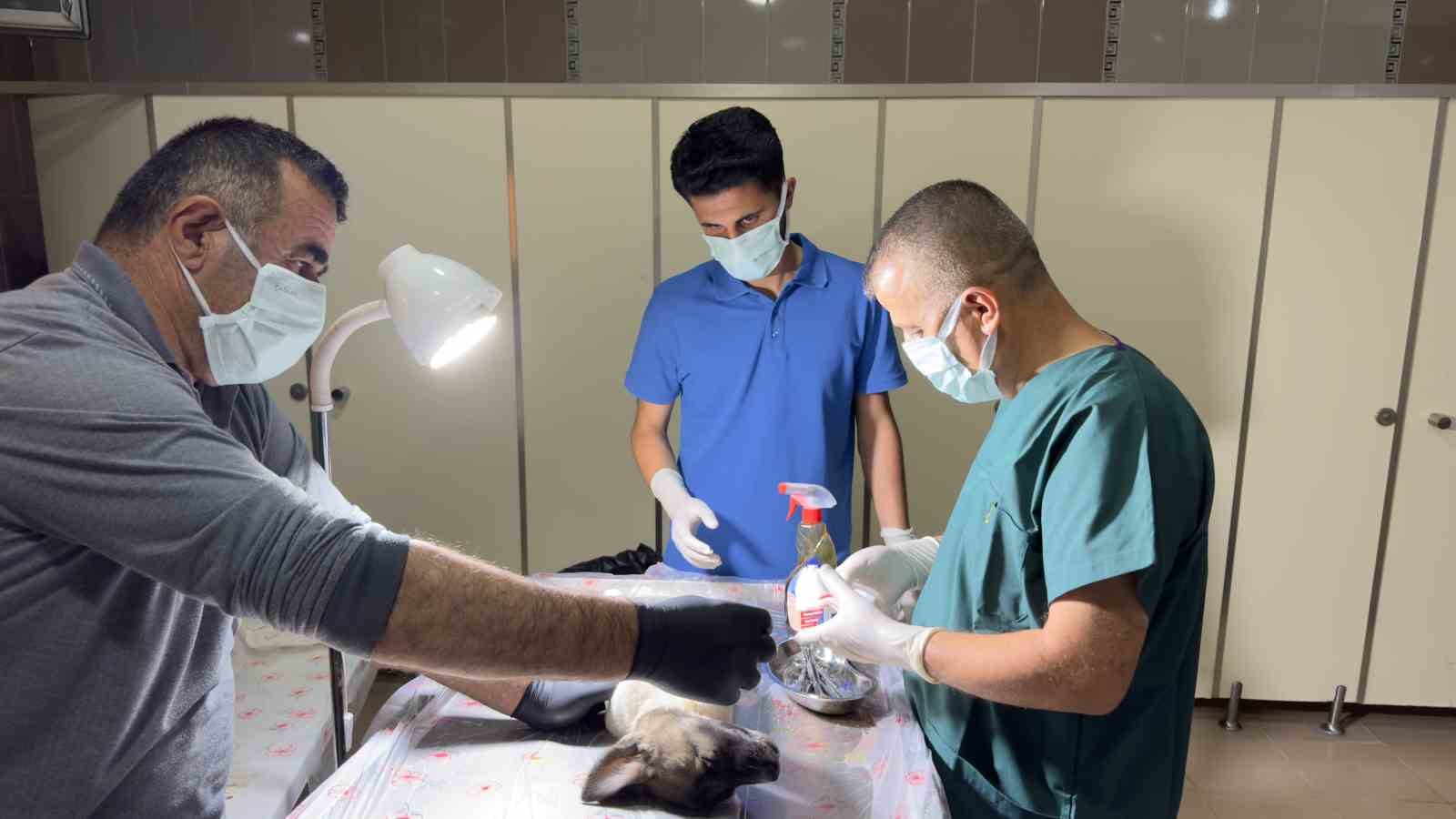 Yaralı köpekler zamanla yarıştılar