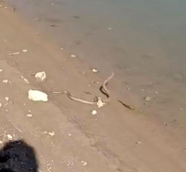 Yılanın balık avı kameraya yansıdı