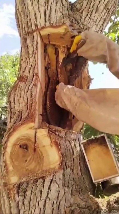 2 bin 500 rakımda bal üretimi