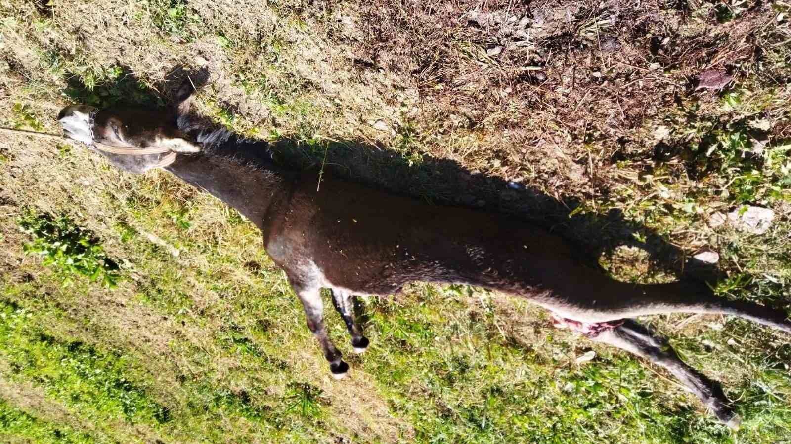 Van’da ayının saldırısına uğrayan eşek telef oldu