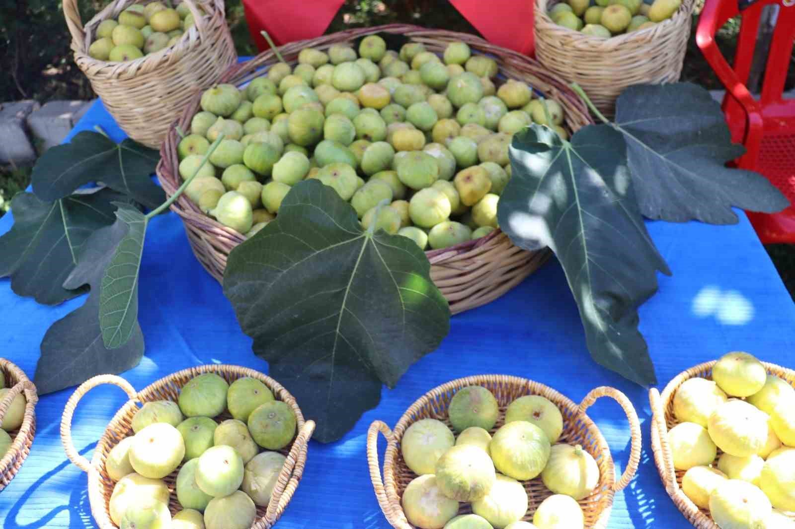 Tescilli behnat incirinin hasadı yapıldı