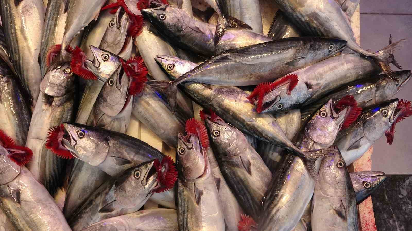 Palamut için “tuzlama” önerisi