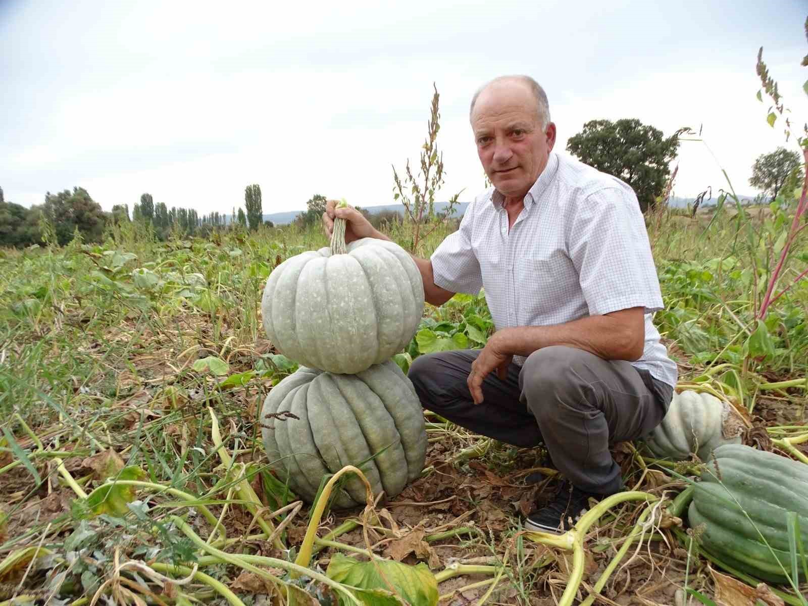 20-30 kiloluk devasa bal kabakları pazar arıyor