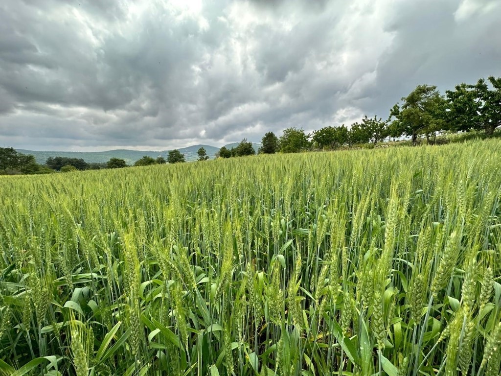 Belediyeden hayvan üreticilerine yem bitkisi tohumu