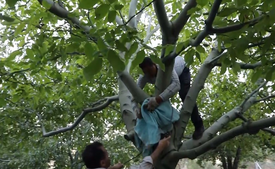 Bahçelerde ceviz hasadı başladı