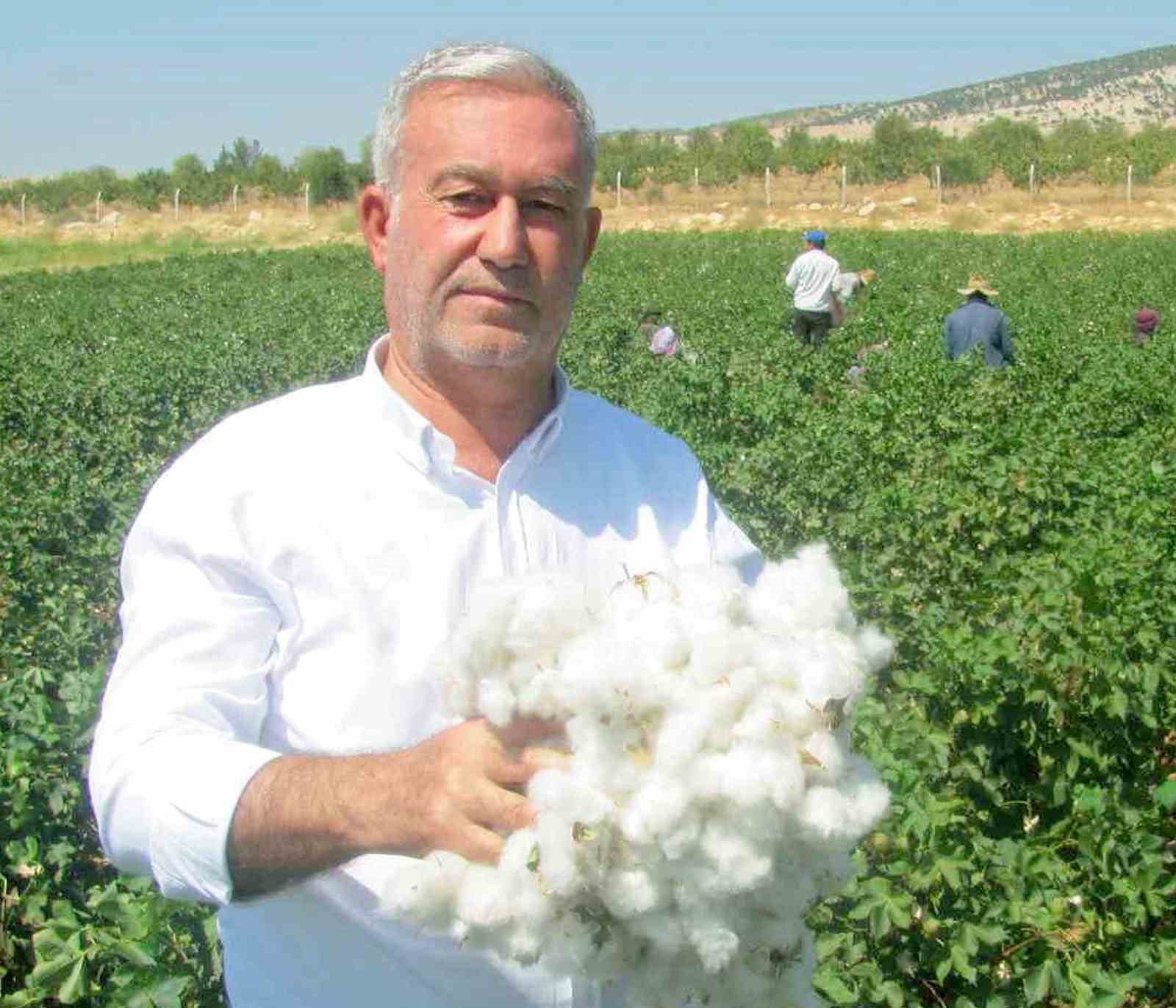 2024 yılı pamuk fiyatı açıklandı