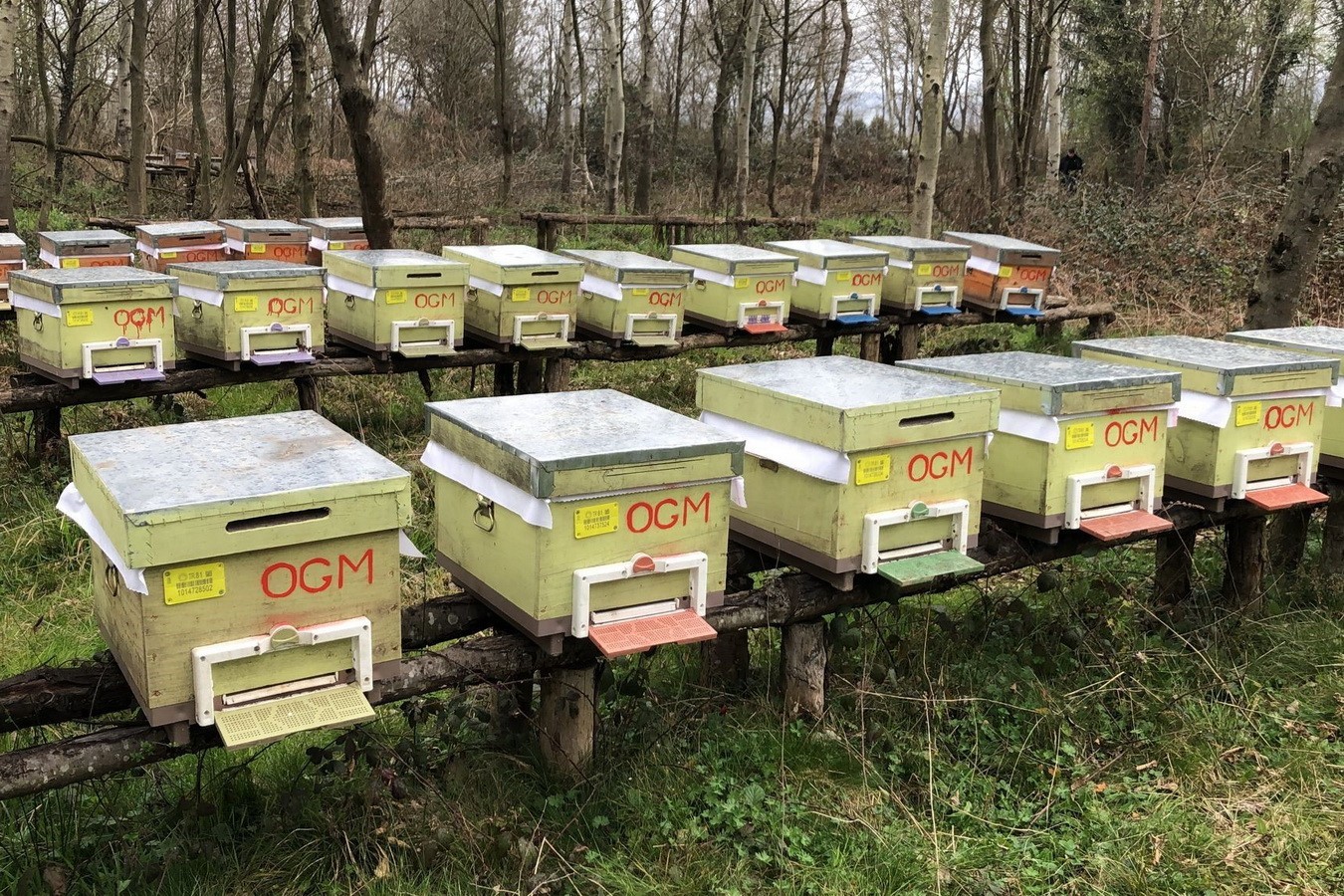 Süt ve bal üretimine destek