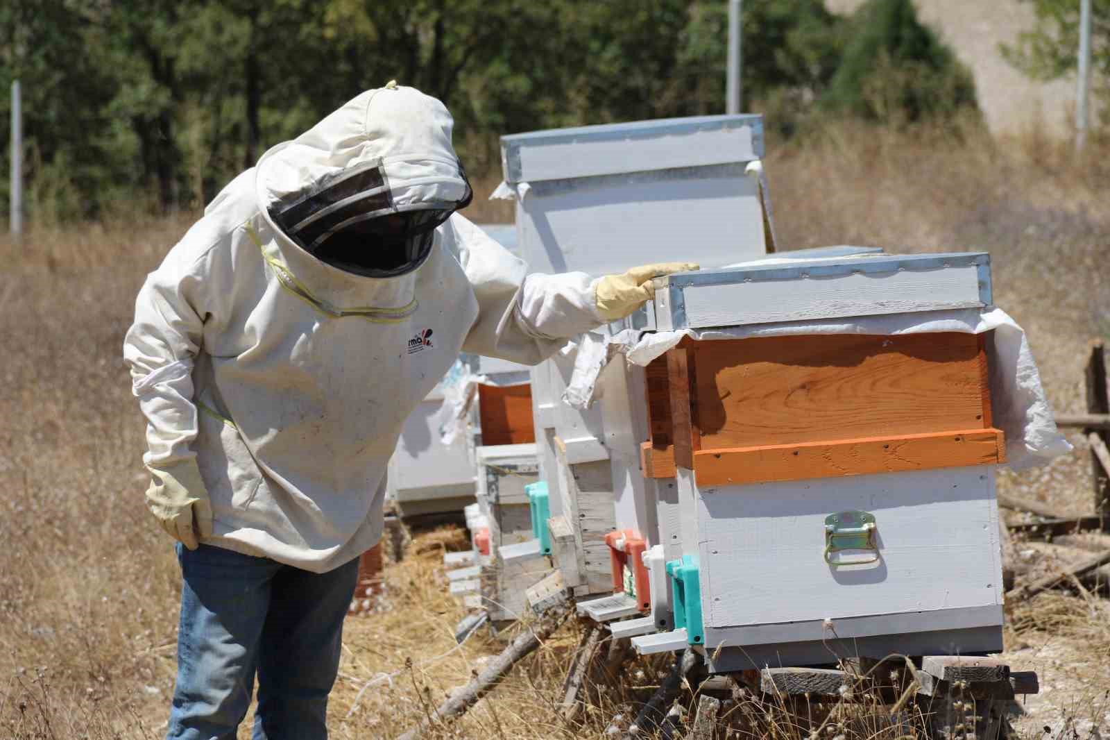 Aldığı destekle 30 kovanda lavanta balı üretiyor