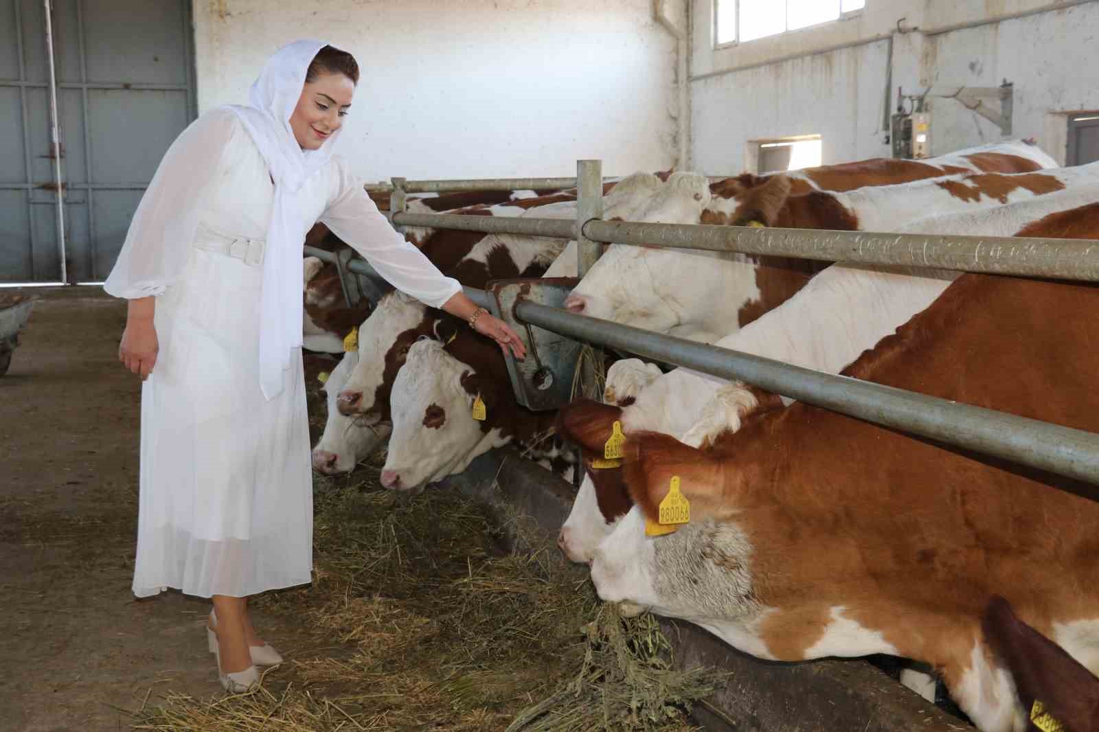 Vanlı kadın devletten aldığı destekle kendi çiftliğini kurdu