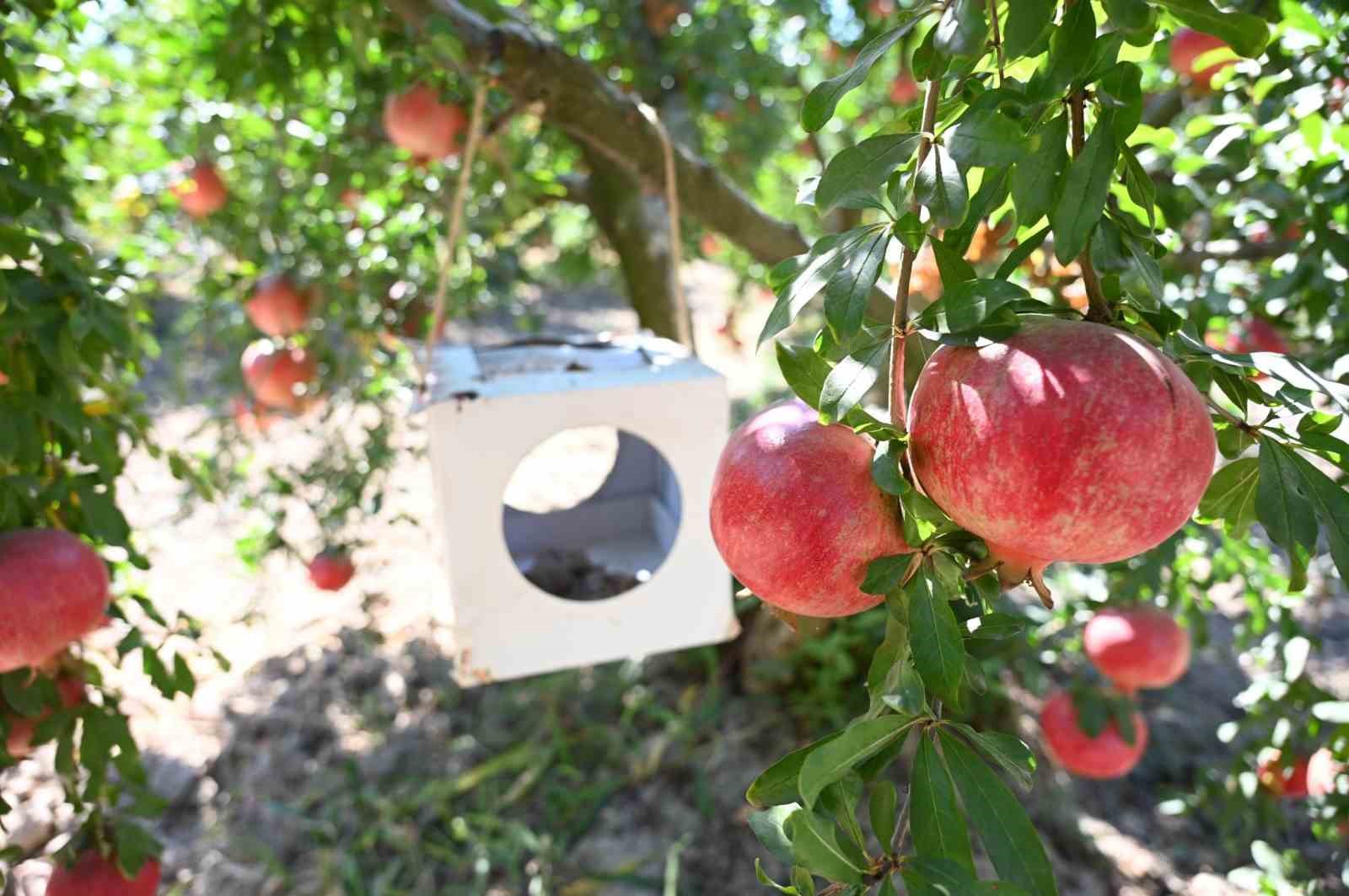 Akıllı böcekler gıda güvenliğini artırdı